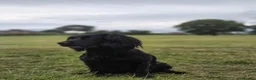 Cocker Spaniel dogs for sale: KC registered working cockers in Harrogate - Advert 14