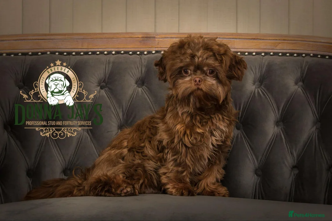 Shih Tzu dogs for stud: DonnaJays Professional stud service in Stafford - Advert 2