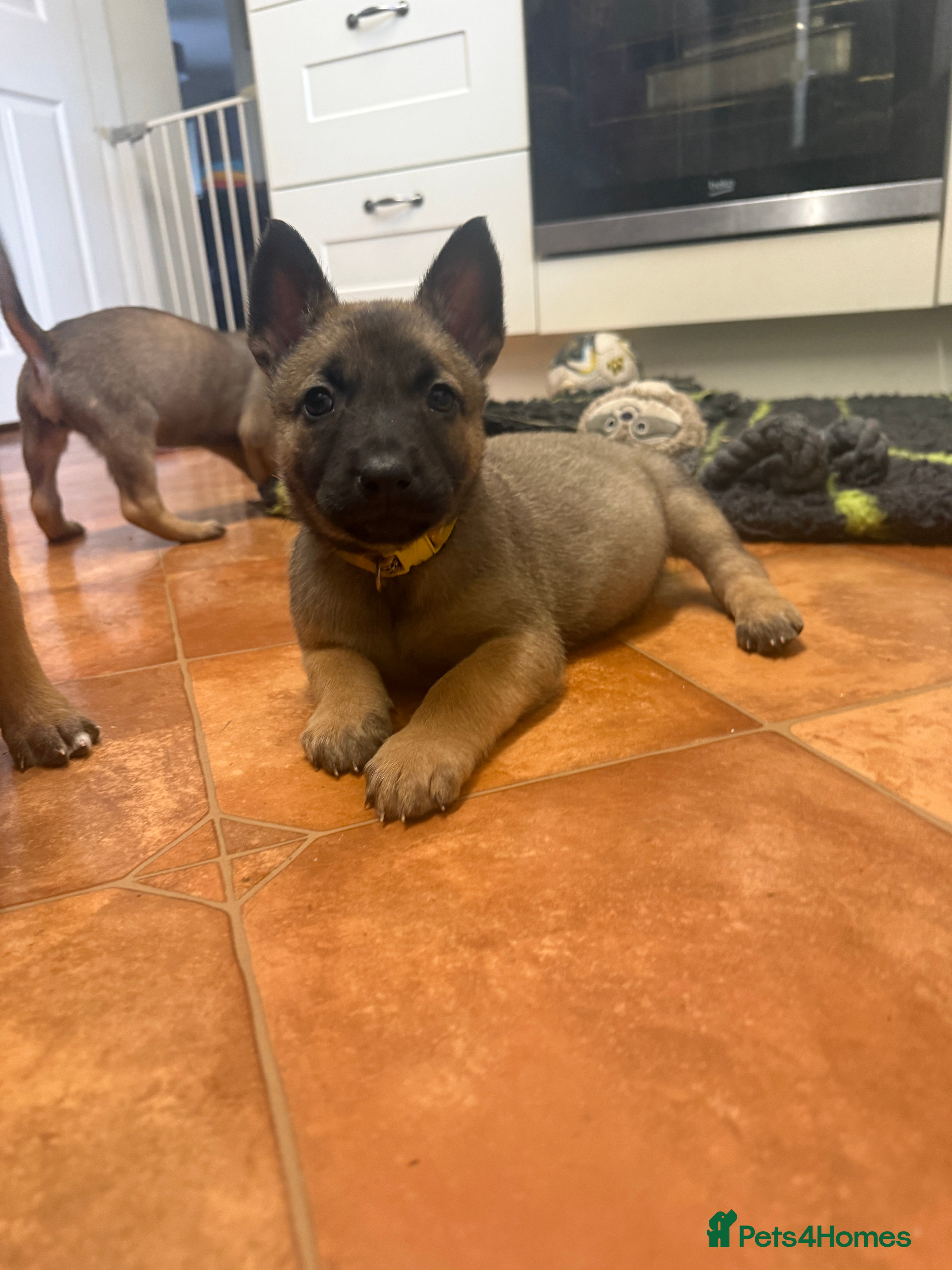 Belgian Shepherd Dog dogs KC Registered & Health Tested Belgian Malinois - Advert 17