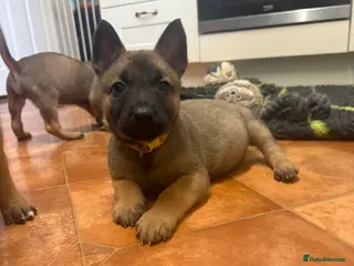 Belgian Shepherd Dog dogs KC Registered & Health Tested Belgian Malinois - Advert 17