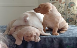 Labrador Retriever dogs for sale: PUPPIES 🐶🐾 - Image 7