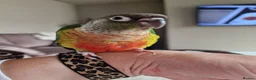 Conures birds for sale: Beautiful fully hand reared conures  - Advert 10