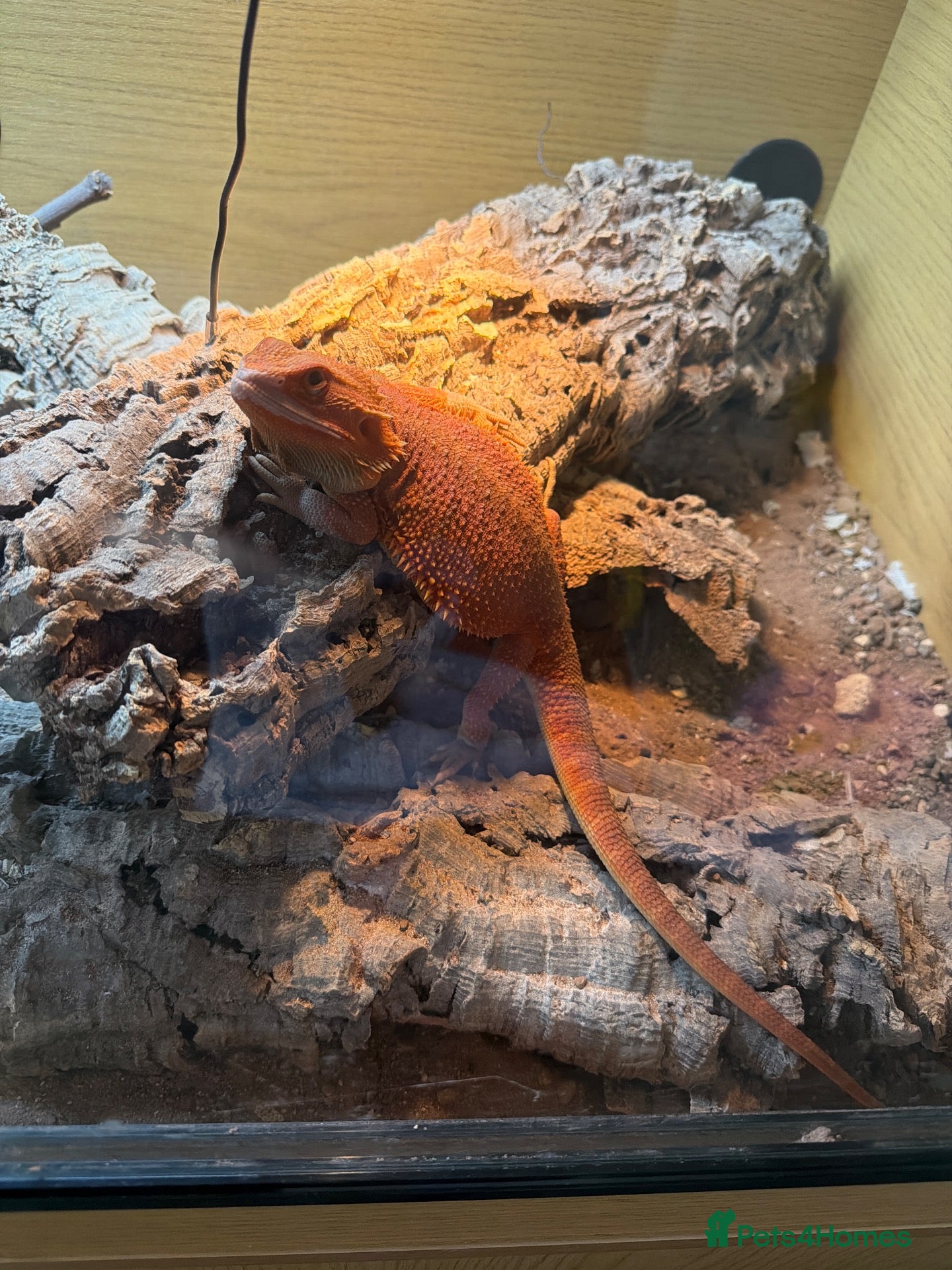 Bearded Dragon reptiles Bearded dragon  - Advert 1