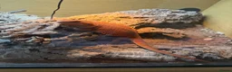 Bearded Dragon reptiles for sale: Bearded dragon  in Basingstoke - Advert 1