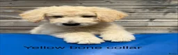 Goldendoodle dogs for sale: 🐾 Goldendoodle Puppies ready for forever homes 🐾 - Advert 6
