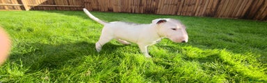 English Bull Terrier Puppy 1