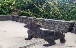 Mixed Breed dogs for sale: Saint Bernadoodles F1  - Image 8