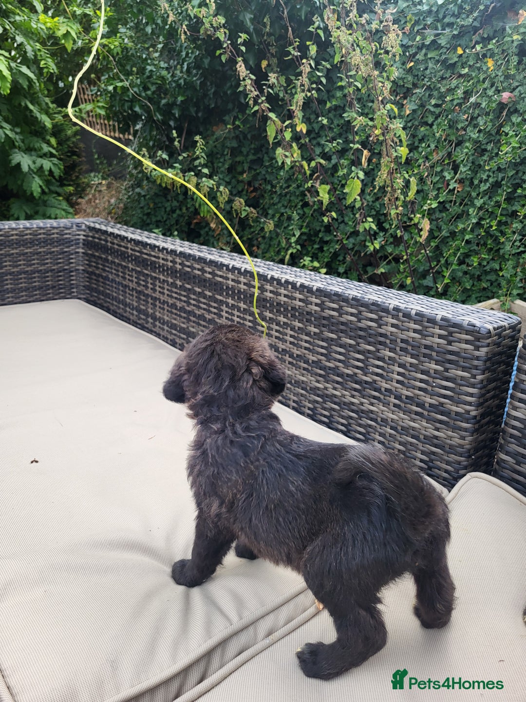 Mixed Breed dogs for sale: Saint Bernadoodles F1  - Image 8