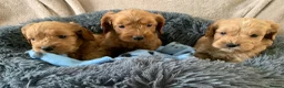 Cockapoo dogs for sale: Stunning red toy cockapoo puppies  - Advert 6
