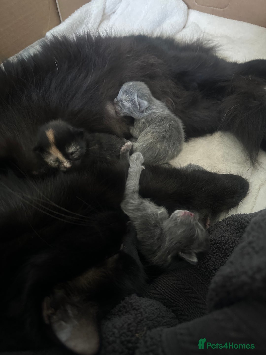 Maine Coon cats for sale: Kittens  - Image 2