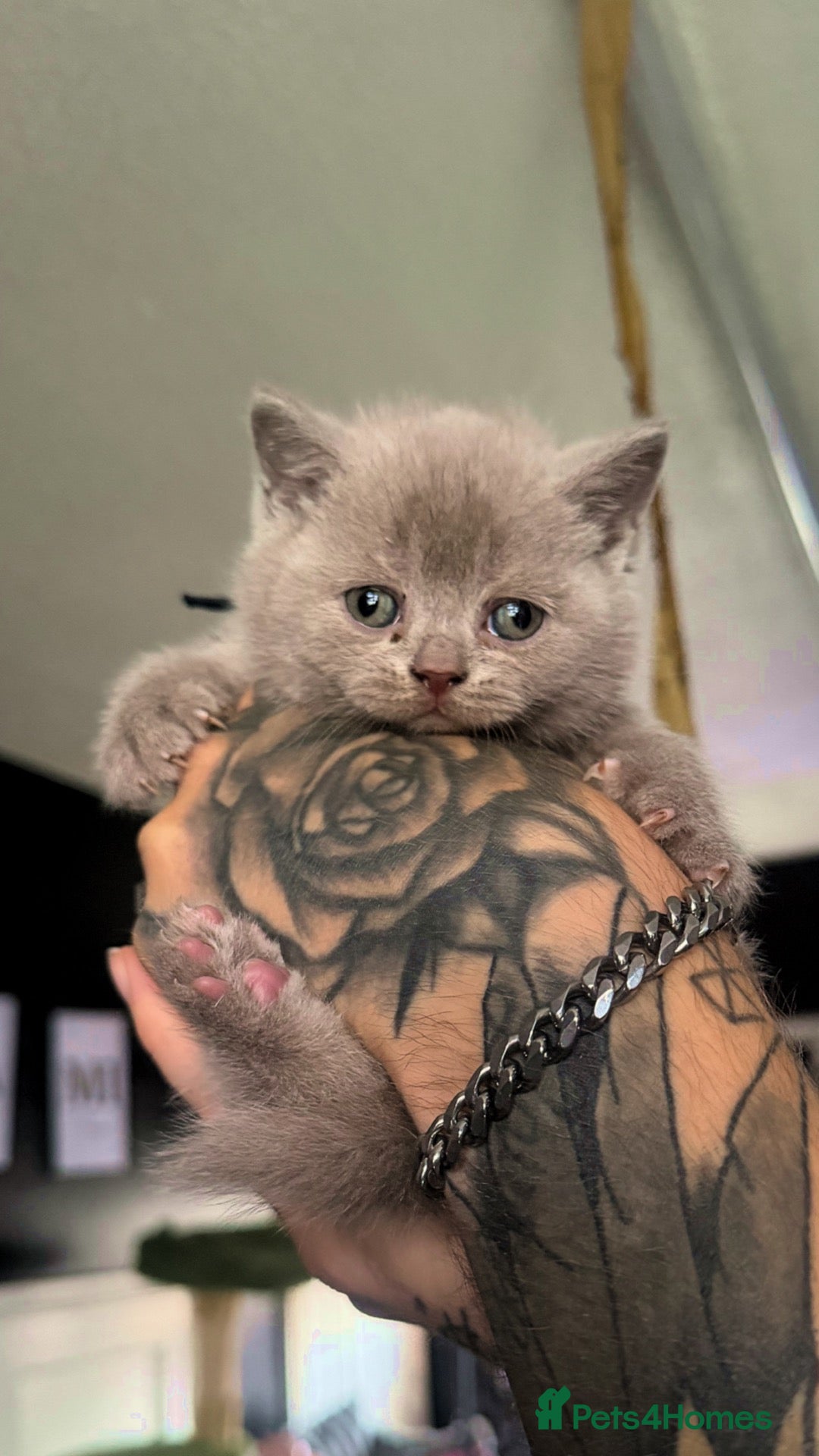 British Shorthair cats 🐾 3 Beautiful British Shorthairs Left 🐾 - Advert 13
