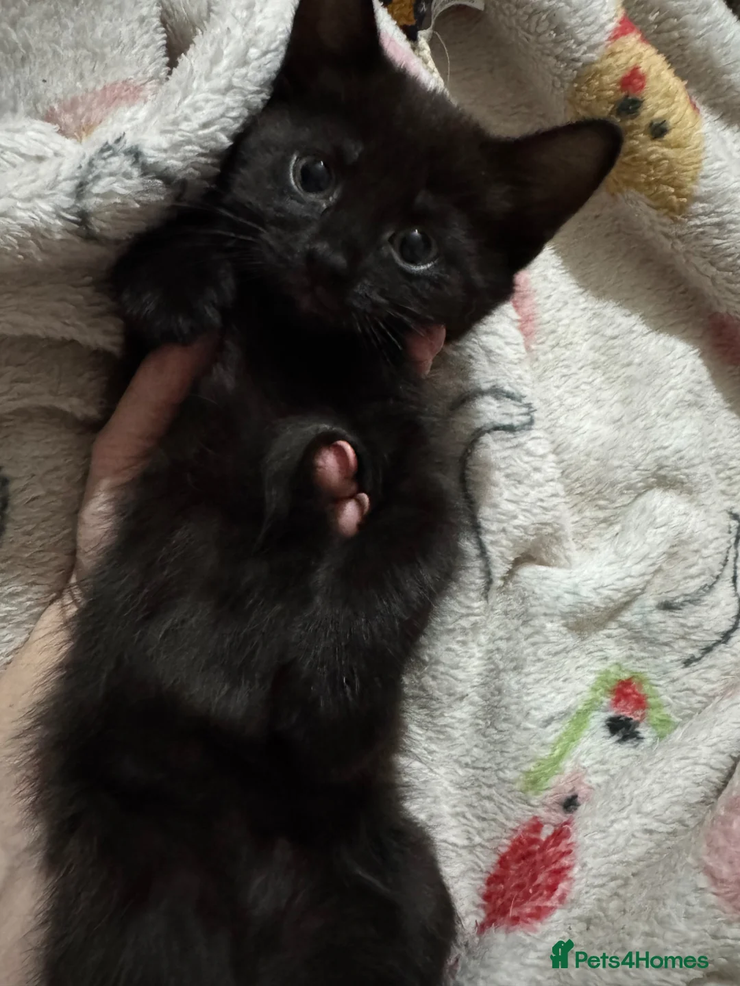 Mixed Breed cats for sale: Kittens ready now - Advert 2