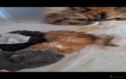 Persian cats for sale: Lovely Persian kitten  - Image 13