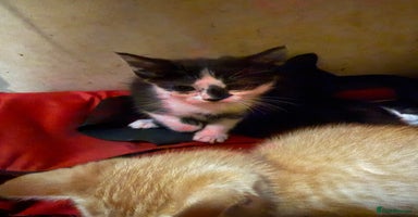 Mixed Breed cats - Advert 12