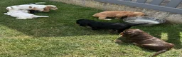 Cocker Spaniel dogs for sale: Kc reg Cocker Spaniel puppies - Advert 5