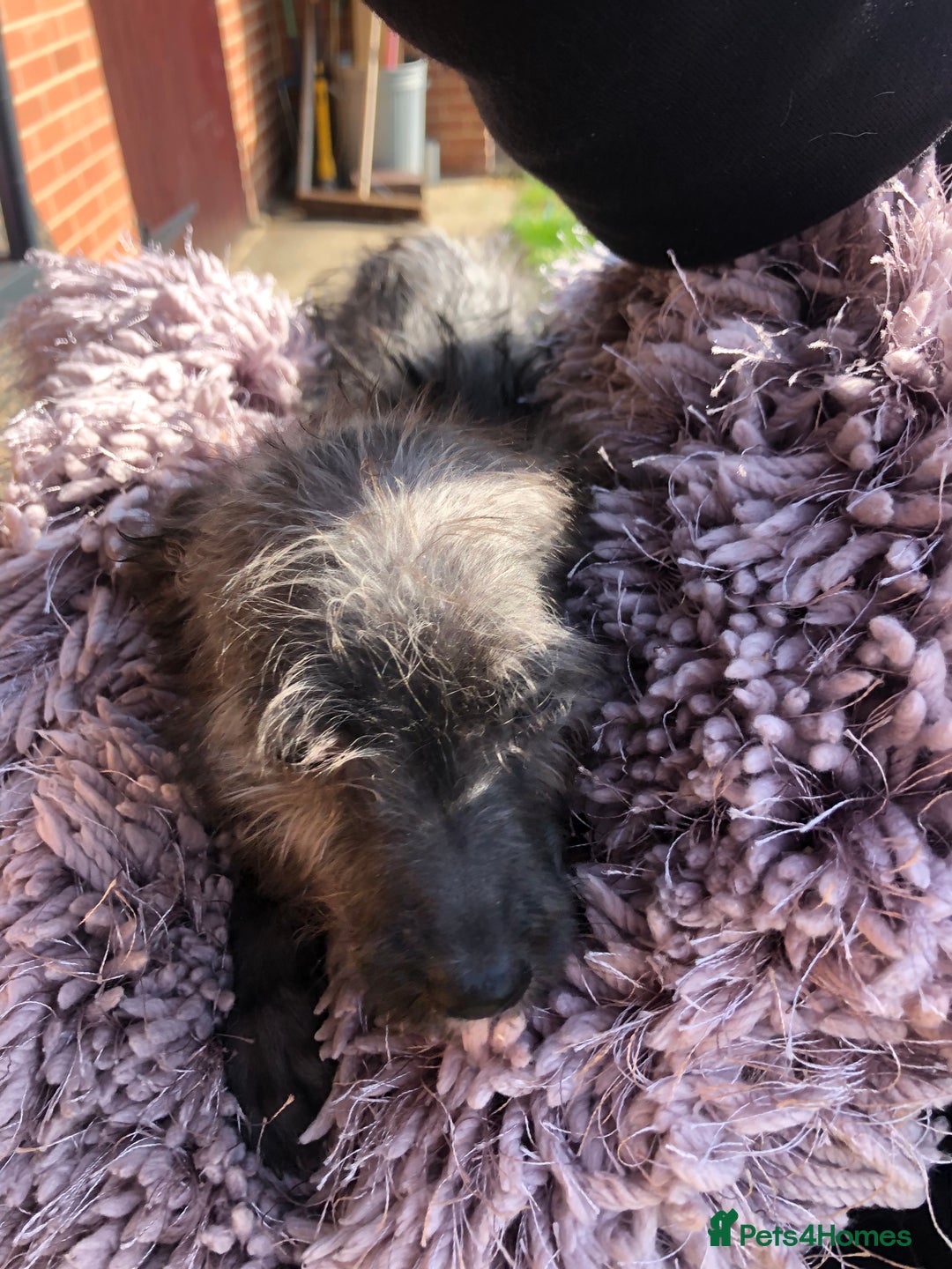 Mixed Breed dogs for sale: BEDDIPOO pups 1/2 bedlington 1/2 poodle  - Image 4