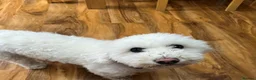 Bichon Frise dogs for sale: Rehome in London - Advert 4