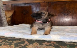 Border Terrier dogs for sale: KC Reg Slem clear Border Terrier Pups - Image 2