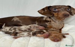 Miniature Dachshund dogs for sale: Miniature Dachshunds Puppies PRA Clear, KC Reg - Image 20