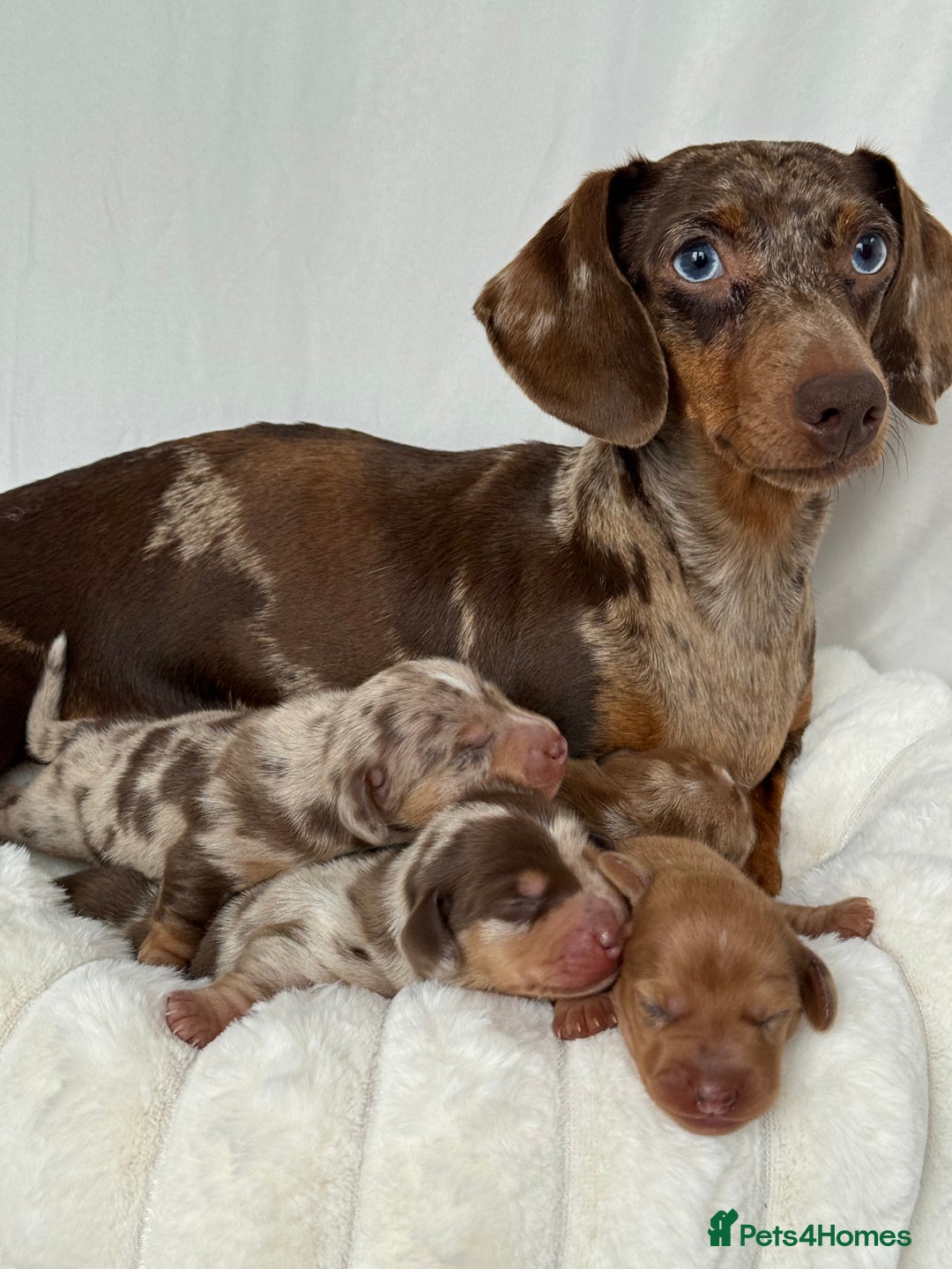 Miniature Dachshund dogs for sale: Miniature Dachshunds Puppies PRA Clear, KC Reg - Image 20