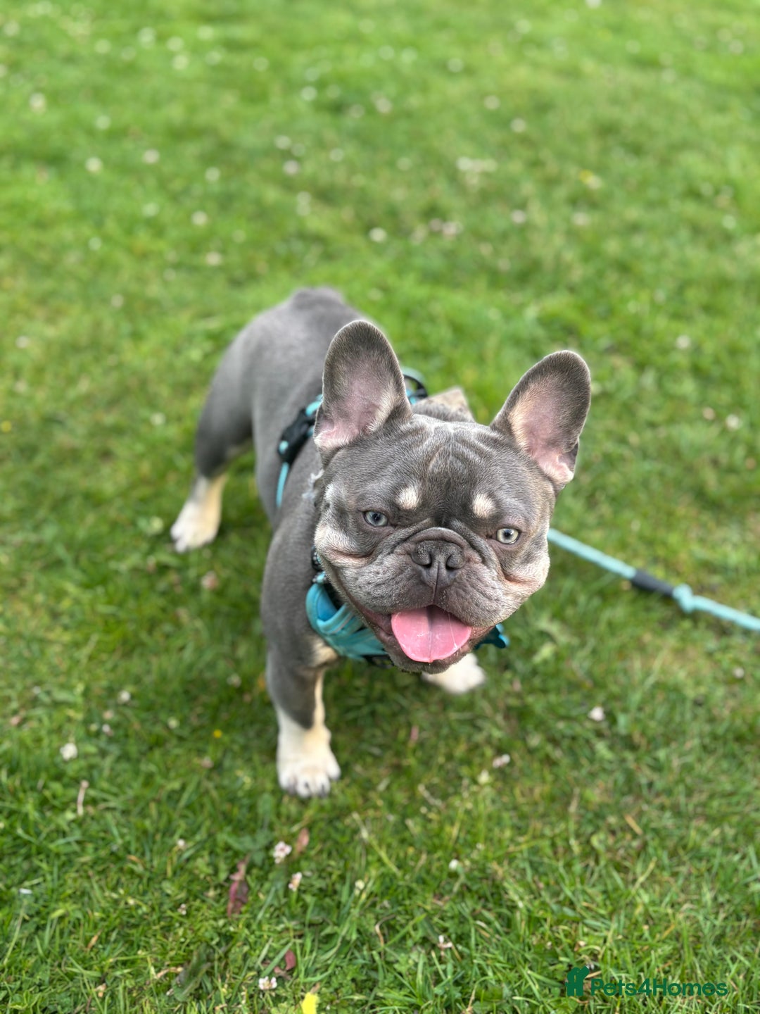 French Bulldog dogs for stud: blue and tan french bulldog stud - Advert 5