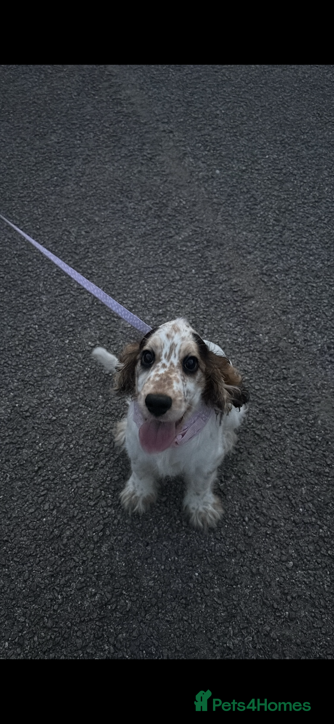 Cocker Spaniel dogs for sale: Show Cocker Spaniel looking for forever home - Advert 2