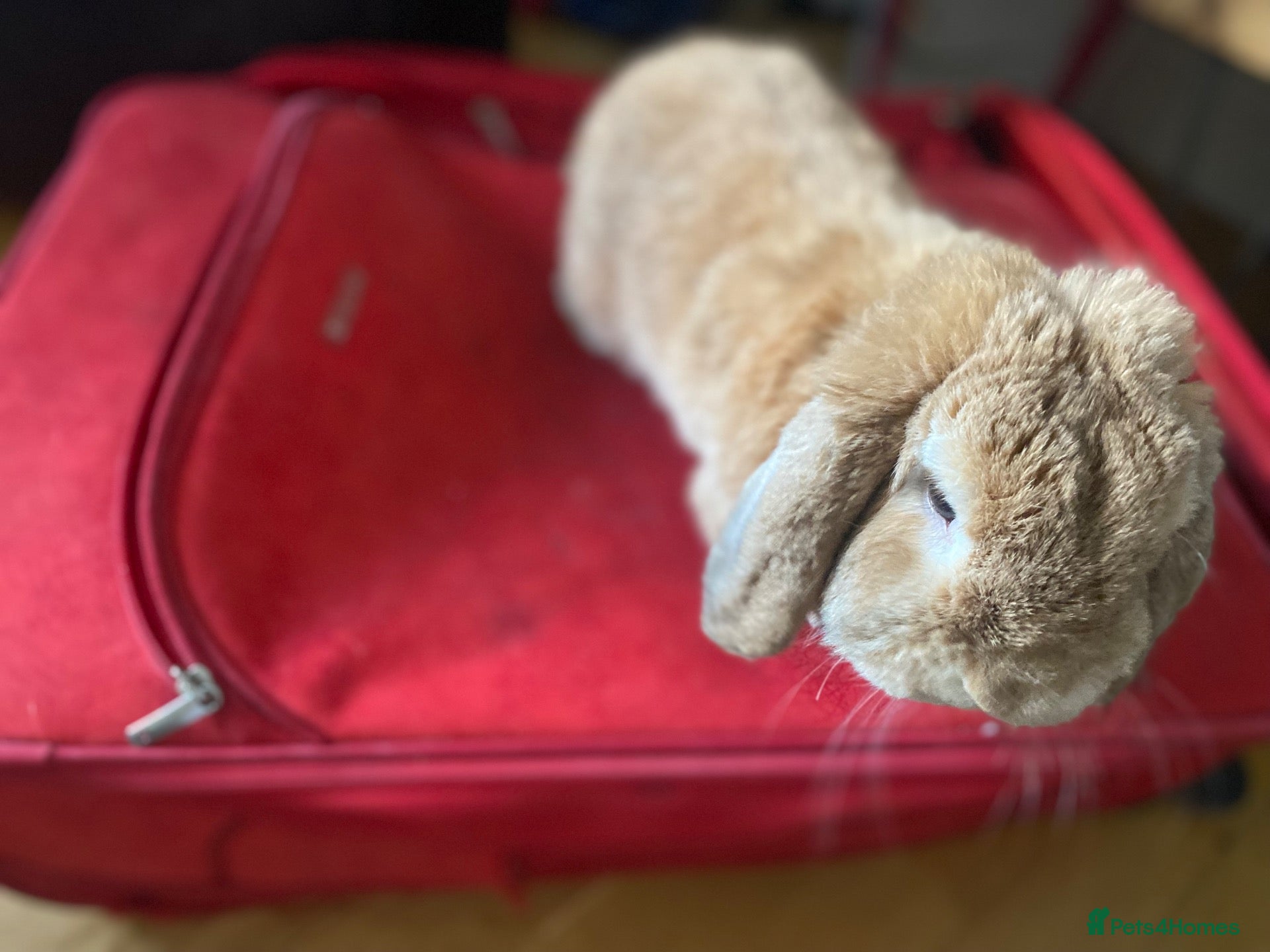Mini Lop rabbits Friendly rabbit for family  - Advert 2