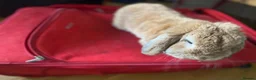 Mini Lop rabbits for sale: Friendly rabbit for family  in London - Advert 2