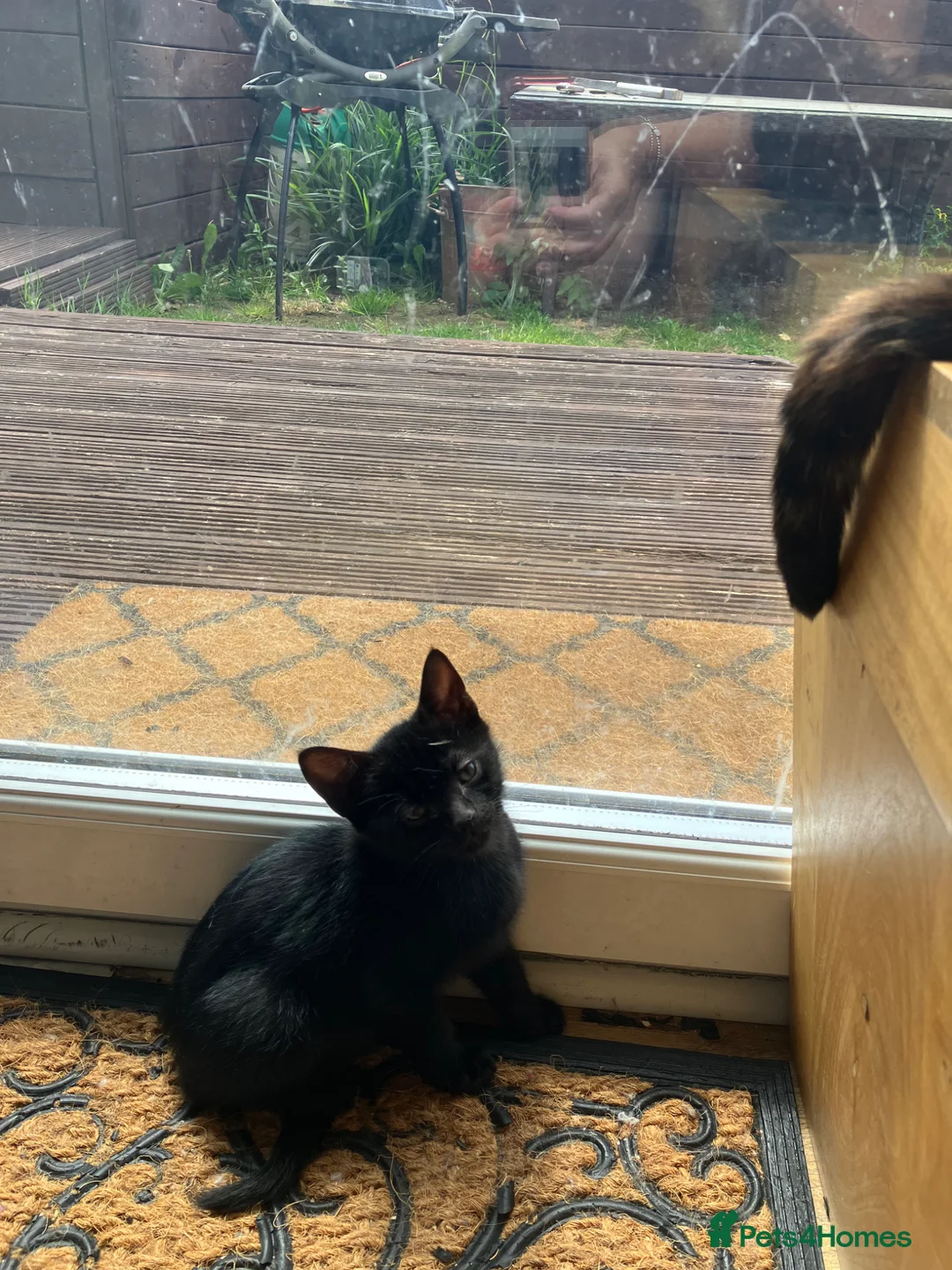Mixed Breed cats for sale: The cutest little black boy in Chichester - Advert 5