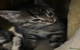 Mixed Breed cats for sale: Adorable tabby kittens - Image 9