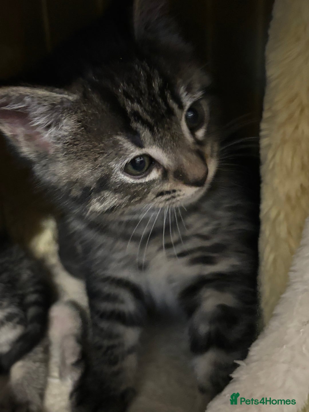 Mixed Breed cats for sale: Adorable tabby kittens - Image 9
