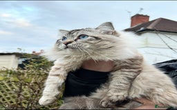 Ragdoll cats for sale: GCCF Pure Ragdoll Seal/Blue Point Lynx Mitted - Advert 33