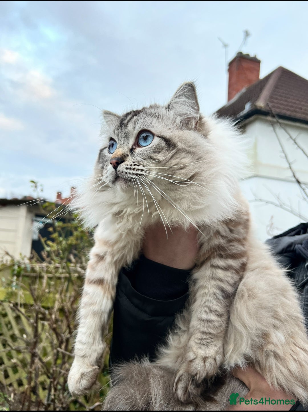 Ragdoll cats for sale: GCCF Pure Ragdoll Seal/Blue Point Lynx Mitted - Advert 33