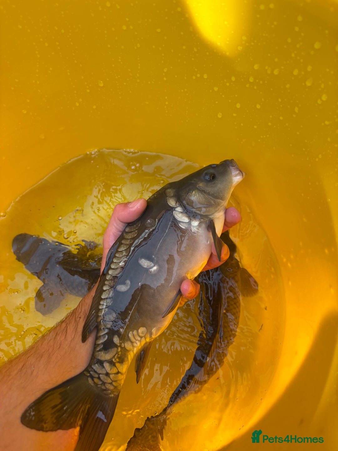 Koi Carp fish for sale: Pond fish carp/koi - Image 9