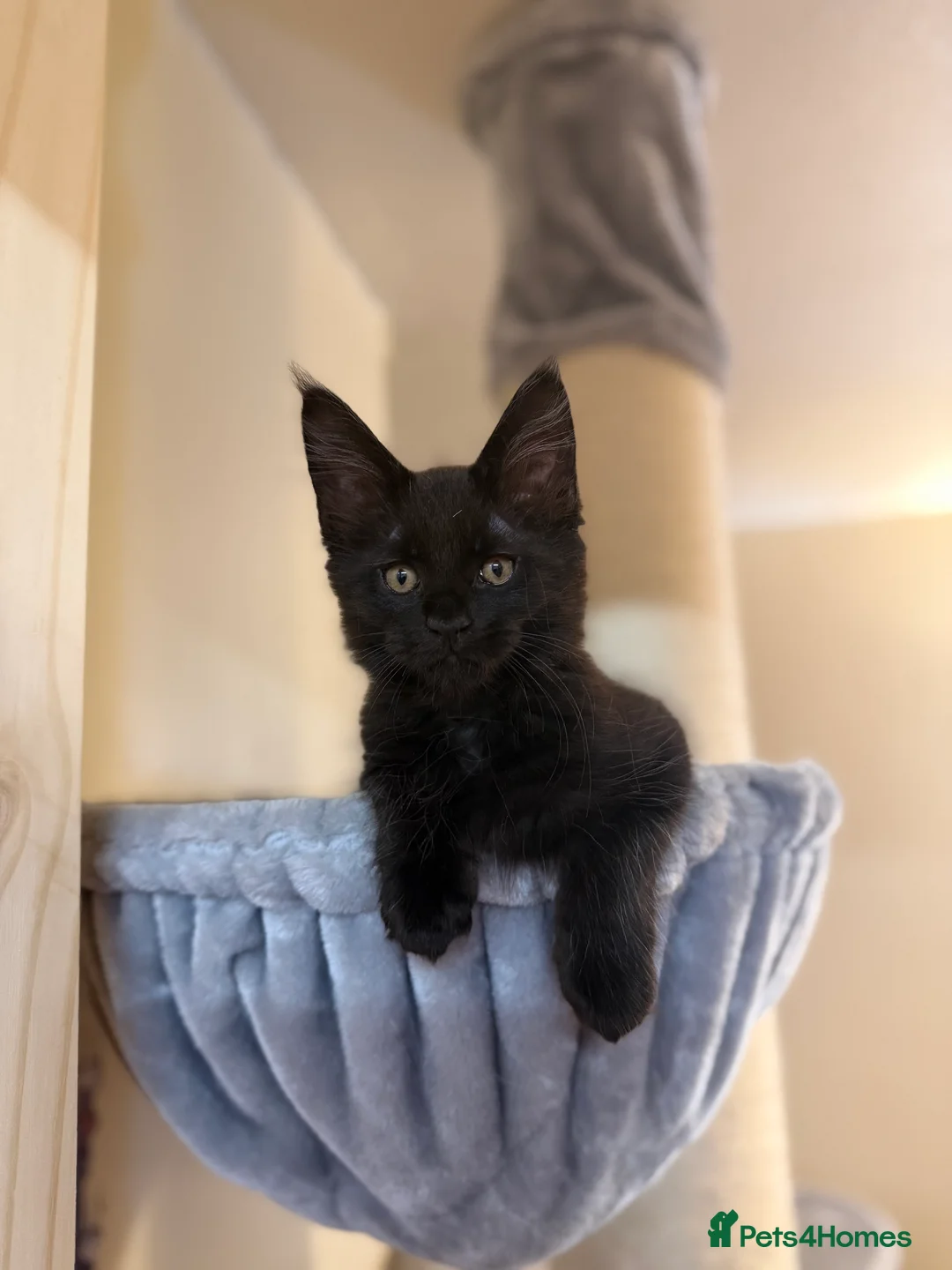 Maine Coon cats for sale: 5 Beautiful Mainecoon Kittens ❤️  - Advert 3