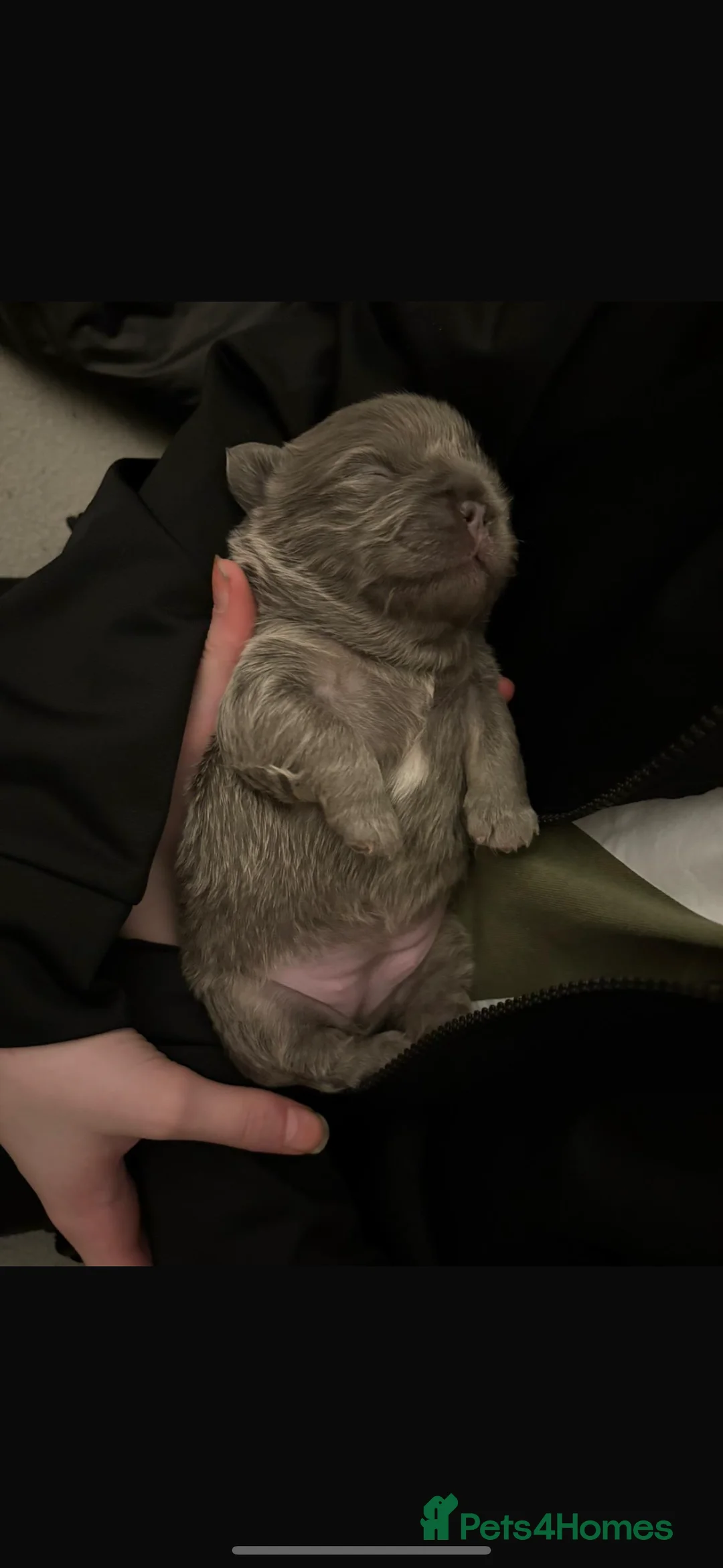 French Bulldog dogs for stud: NOODLE Choc & Tan Fluffy in Newcastle upon Tyne - Advert 9