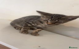 Bengal cats for sale: Bengal x tabby  - Image 2