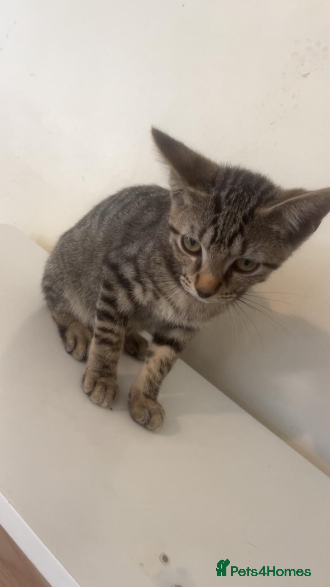 Bengal cats for sale: Bengal x tabby  - Image 2