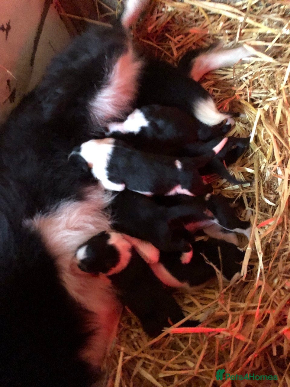 Border Collie dogs Border Collie Puppies - Advert 2