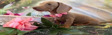 Miniature Dachshund Puppy 5