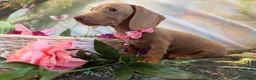 Miniature Dachshund dogs for sale: 💫❤️Supreme miniature dachshund puppies❤️💫  - Advert 4