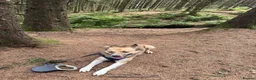 Mixed Breed dogs for sale: Looking for his forever home  - Advert 3