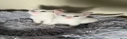 Turkish Angora cats for sale: Kittens for sale  - Advert 6