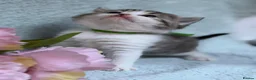 British Longhair cats for sale: BLH Adorable unique kittens TICA in Barnsley - Advert 7