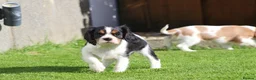Cavalier King Charles Spaniel dogs for sale: Beautiful Cavalier King Charles Spaniel puppies - Advert 36