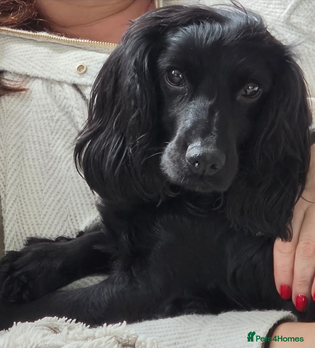 Cocker Spaniel dogs for sale: Working Cocker Spaniel puppies *2 BOYS LEFT* - Advert 1