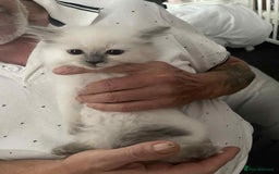 Ragdoll cats for sale: Ragdoll kittens  - Image 3