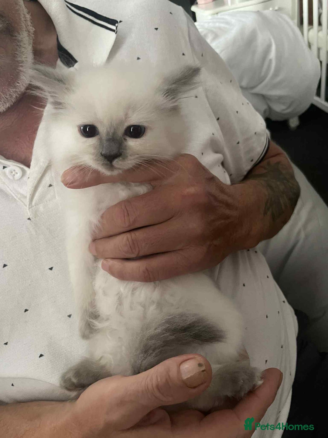 Ragdoll cats for sale: Ragdoll kittens  - Image 3
