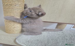 British Shorthair cats for sale: GCCF British Shorthair Kittens Champion Bloodline  - Image 22