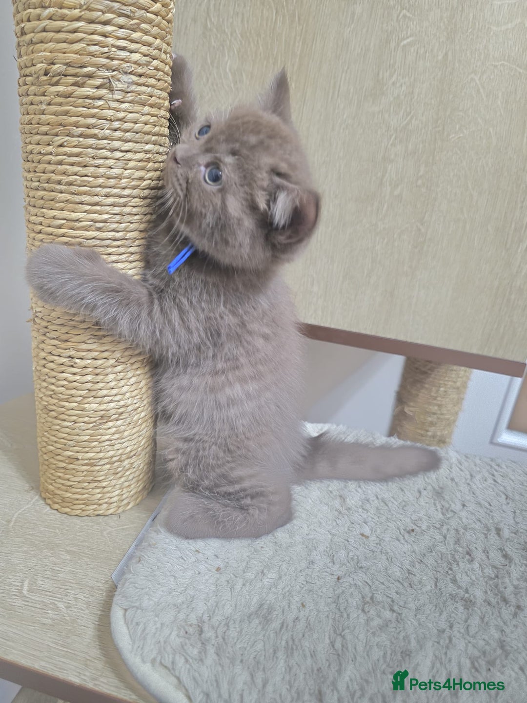 British Shorthair cats for sale: GCCF British Shorthair Kittens Champion Bloodline  - Image 22